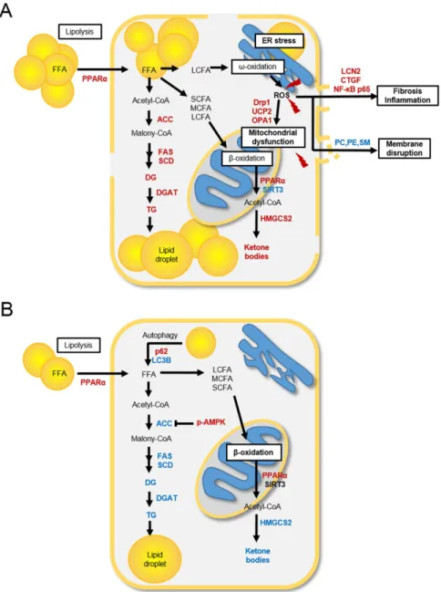 Figure 7.  Changes in hepatocyte metabolism in non-alcoholic fatty liver disease (NAFLD) and caloric  restriction (CR) states