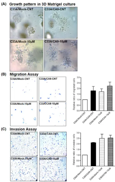 Fig. 5. Migratory and invasive potential improved with Rho-GTPase inactivation in C33A/CA9 cells