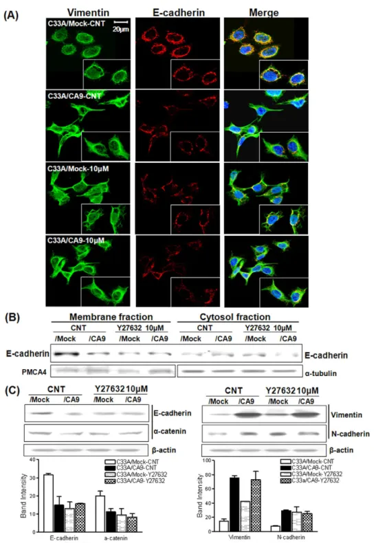 Fig. 6. The role of Rho-GTPase signaling in the EMT process. (A)  The expression and localization of E-cadherin and vimentin were examined by immunofluorescence analysis