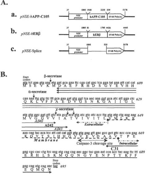 Figure 1. Gene construction. A, Three constructs. The APP-C105 and hERB were placed under the control of the NSE gene promoter (pNSE/hAPP-C105 and  pNSE/hERB) (a and b)