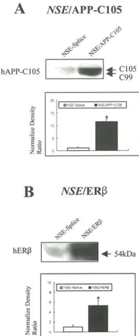 Figure 2. Expressions of hERB and APP-C105 in transfected cells. Protein  (50 (xg) were analyzed by Western blot using anti-APP antibodies (Zymed)  (A) and polyclonal rabbit anti-ERB (Santa Cruz) (B)