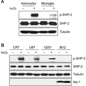 Figure 2.  SHP-2 phosphorylation is strongly induced by H 2 O 2  in rat as- as-trocytes and in human astroglioma cells, but not in microglia