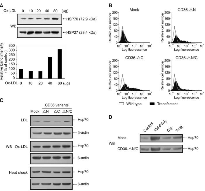 Figure 1.  OxLDL-mediated activation of CD36 repressed Hsp70 expression. (A) U937 cells were incubated in SFM in the absence or presence of varying  concentrations (10-80 μg/ml) of OxLDL for 8 h