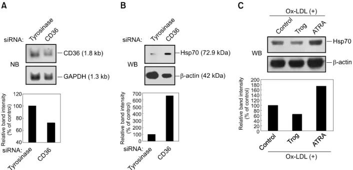 Figure 2.  The effect of OxLDL on Hsp70 protein expression is dependent on the expression levels of CD36