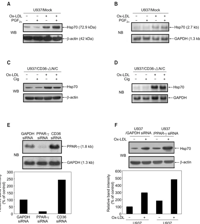 Figure 3.  The effect of OxLDL on Hsp70 protein expression is dependent on PPARγ. (A) U937 mock-transfectants were pre-incubated in 1 ml of SFM in 