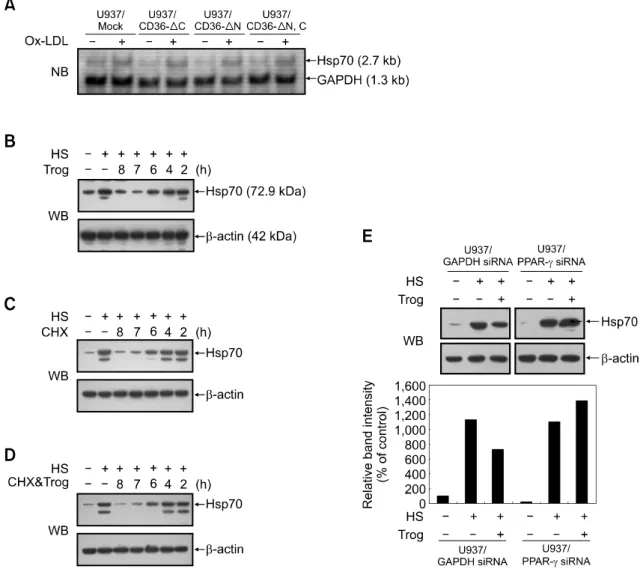 Figure 4.  Activation of CD36 or PPARγ inhibits hsp70 protein synthesis in U937 cells