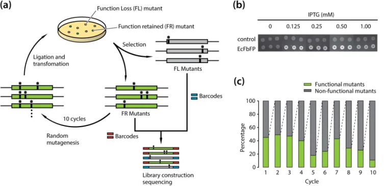 Figure 1. Deep mutational scanning of amino acid residues in EcFbFP. (a) A schematic diagram of the random mutagenesis cycles for functional variants generation and screening