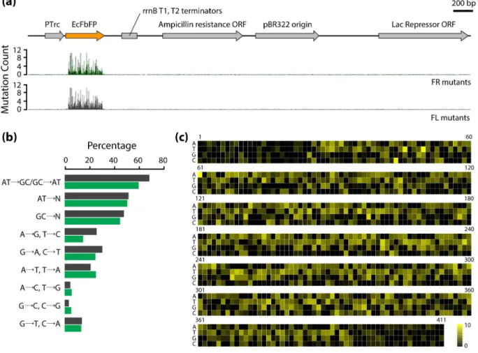 Figure 2. Sequencing results of FR and FL variants. (a) Mapping of the mutation frequency in the whole pTrcHis2CEcFbFP vector
