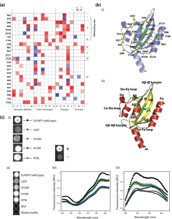 Figure 4. The relationship of critical residues to EcFbFP function. (a) Mapping of the frequency of amino acid changes in 25 sensitive residues of EcFbFP