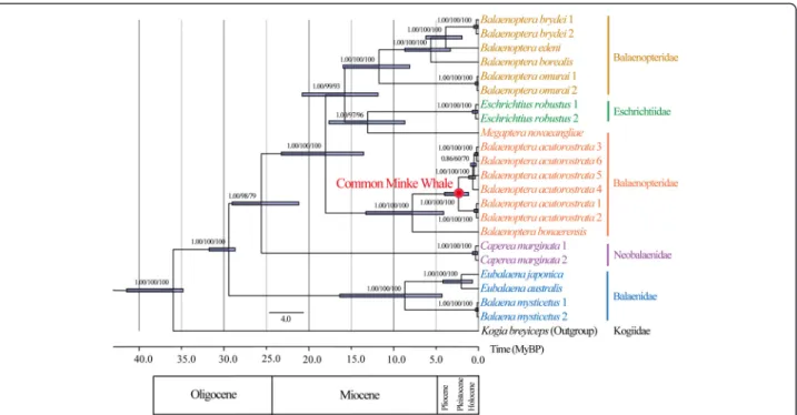 Figure 1 Bayesian maximum clade credibility phylogenomic tree derived from mitochondrial genome sequences (16,435 base pairs) of 22 baleen whales