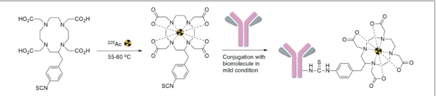 Figure 2. Typical  225 Ac labeling procedure for biomolecule-based radiopharmaceuticals.