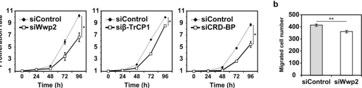 Figure 7 | In vitro experiments for cell proliferation and migration. (a) Proliferation rates of HEK293T cells under the knockdown of Wwp2, b-TrCP1, or CRD-BP relative to the control