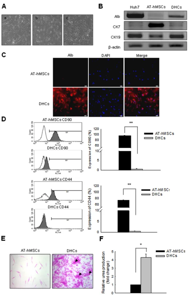 Figure 1. Successful differentiation of AT-hMSCs into DHCs in conditioned medium. AT-hMSCs were differentiated over 3 weeks using a two-step protocol