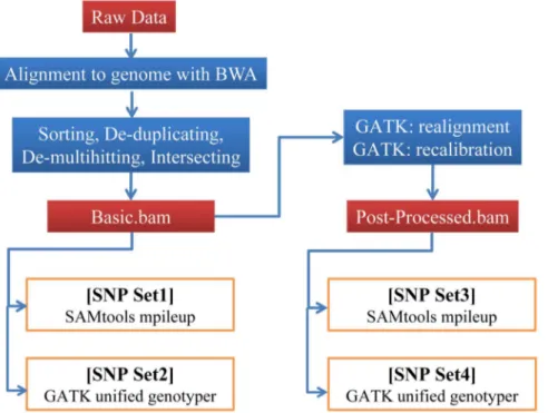 Figure 1. Pipelines for calling single nucleotide variants (SNVs). SNVs were called in four sets, based on SAMtools: mpileup (SNP set1 and SNP set3) and GATK: unified genotyper (SNP set2 and SNP set4)