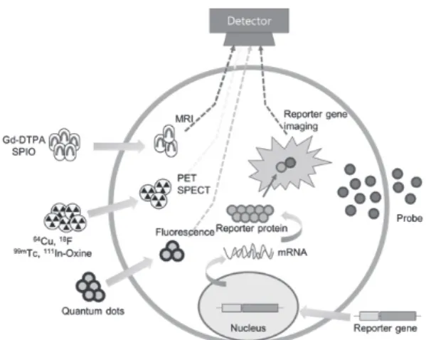 Figure 3. Molecular imaging using reporter gene. A vector containing a DNA  reporter construct with the reporter gene(s) driven by a specific promoter
