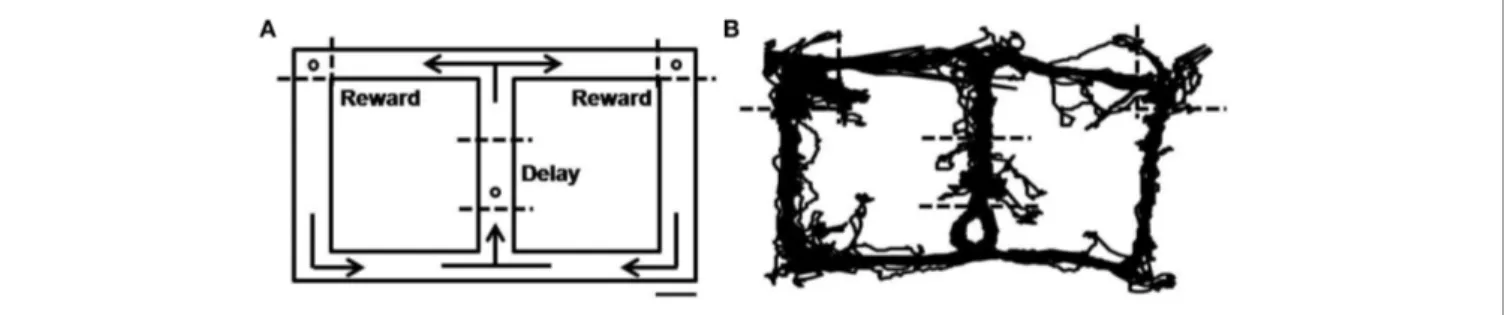 FIGURE 1 | Behavioral task. (A) Starting from the central stem, rats were required to visit two goal sites (open circles on the upper left and upper right corners) alternately to obtain water reward (20 μl)