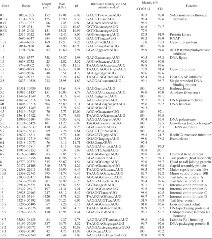 TABLE 1. Gene and protein identities of ␾SG-JL2 with ␾YeO3-12, ␾T3, and other bacteriophages