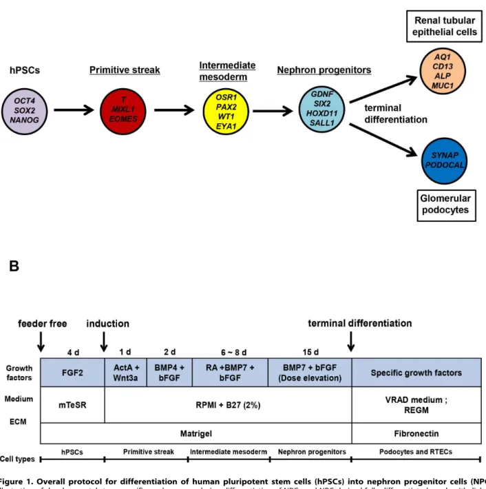 Figure 1. Overall protocol for differentiation of human pluripotent stem cells (hPSCs) into nephron progenitor cells (NPCs)