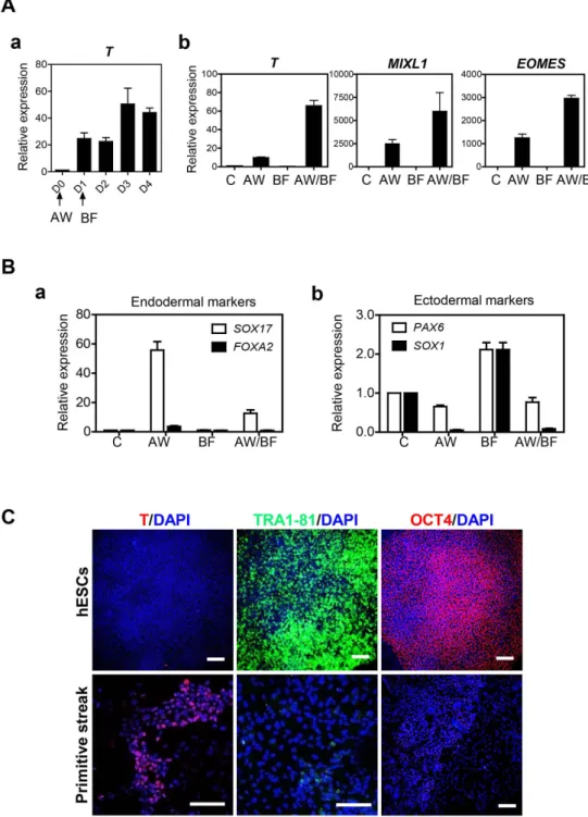 Figure 2. Induction of hESCs into primitive streak (PS) cells. A. (a) Optimal duration for PS induction was determined by transcription level of T compared with undifferentiated hESCs before treatments