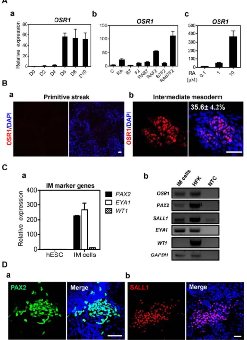 Figure 3. Specification of intermediate mesoderm (IM) from the hESC-derived PS cells. A
