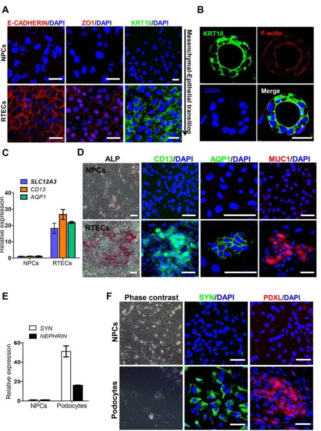 Figure 6. Differentiation potential of hESC-derived NPCs into fully differentiated cells within nephrons
