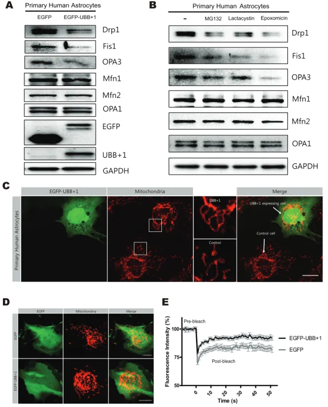 Figure 2. The regulation of mitochondrial dynamics by transient expression of UBB+1 and proteasome inhibition in primary human astrocytes