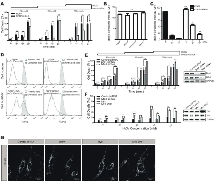 Figure 3. Effects of UBB+1 on oxidative stress-induced cell death. A , CRT-MG cells stably expressing pEGFP and pEGFP-UBB+1 were incubated in the absence or presence of H 2 O 2 (0–100 mmol/L) for different time periods as indicated (0–60 min)