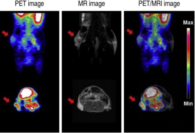 Figure 2. In vivo PET/MRI fusion images. PET and MR images of  68 Ga–