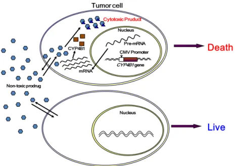 Figure 1. Schematic diagram of CYP4B1 ex- ex-pression mediated prodrug-activating system