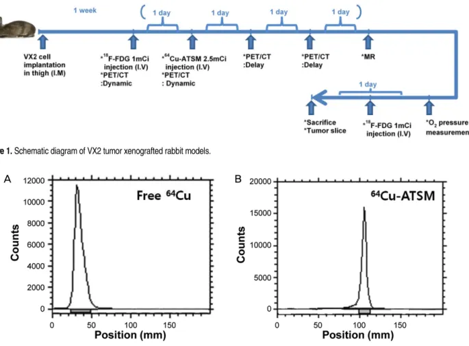 Figure 1. Schematic diagram of VX2 tumor xenografted rabbit models.