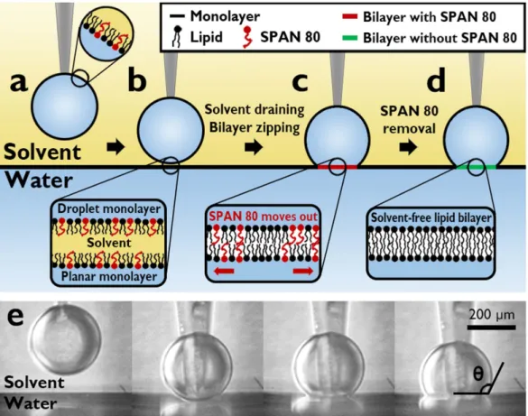 Figure 1.  Schematics illustrating the formation of freestanding bilayer with enhanced stability and the  side-view microscope images