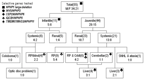 Figure 1 Strategy for Sanger sequencing. All of the patients were screened for complete deletions of NPHP1, which is the most common mutation in NPHP