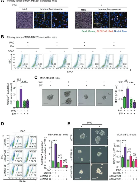 Figure 6: A.  Co-localization of Snail and ALDH1A1 was visualized by immunofluorescence assay in the primary tumors of MDA-MB- MDA-MB-231-xenografted mice