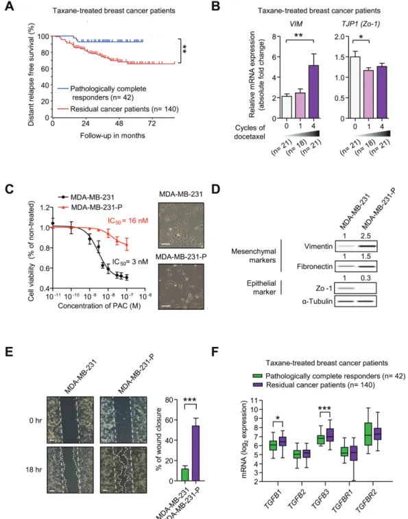 Figure 1: A.  A Kaplan-Meier plot of the distant relapse-free survival based on responses to taxane in breast cancer patients, Booser dataset  from ‘R2: Genomics Analysis and Visualization Platform (http://r2.amc.nl)’