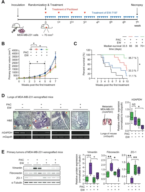 Figure 2: A.  The schematic of the experimental breast cancer mouse model for the combinatorial treatment of EW-7197 and paclitaxel  (MDA-MB-231-xenografted mice)