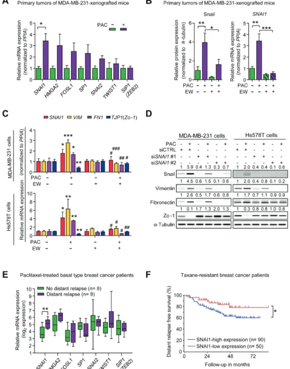 Figure 3: A.  The relative mRNA expression of EMT-transcriptional factors in MDA-MB-231-xenografted mice (n = 5~6/group)