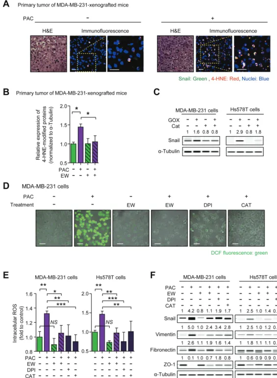 Figure 4: A.  Co-localization of Snail and 4-hydroxynonenal (4-HNE), one of the indicators of reactive oxygen species (ROS) stress, were  visualized by an immunofluorescence assay in the primary tumors of MDA-MB-231-xenografted mice