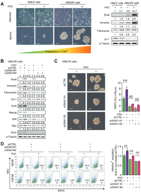 Figure 5: A.  HMLE and HMLER cells were treated with the IC 50  concentrations of paclitaxel for 24 hours in the attached-culture condition  and the protein level of Snail and EMT markers were detected by WES analysis