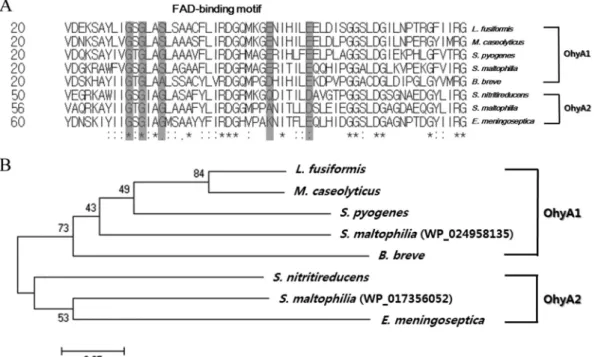 FIG 4 Amino acid sequence alignment and phylogenetic tree of FAD-binding motifs of OhyA1s from L