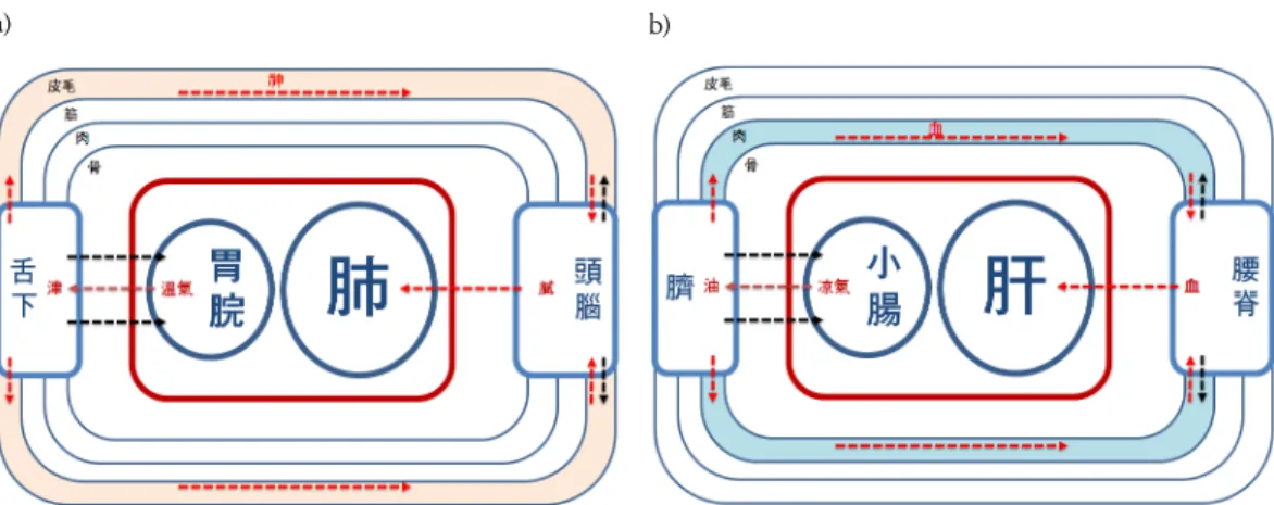 Figure 4. The tract of circulation in the Lung affiliation (a) and the Liver affiliation (b) 1)肺黨과 肝黨의 순환체계우선 위에서 논의한 바의 ｢臟腑論｣구도 하에서 肺黨과 肝黨의 순환체계를 도해하면 <Fig.4>와 같다.胃脘 및 小腸에서 生成된 溫氣와 凉氣는 肺之哀力과 肝之喜力에 의해 津과 油로 化生되어 內裏에서 外表로 이동한다