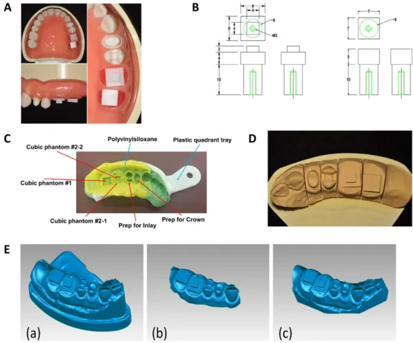 Figure 3.  Phantom information for the comparison study. (A) Typodont model with prepared teeth used in 