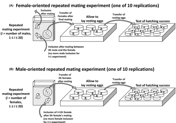 Figure 2. Schematic diagram of the female- and male-oriented repeated mating experiments.