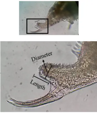 Figure 3. An image showing the length and width of male Daphnia magna penis.