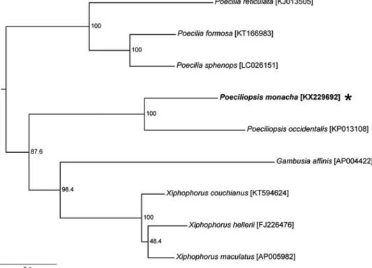 Figure 1. A maximum-likelihood tree of poeciliids constructed under the GTR model using the complete sequences of mitogenomes with Xenotoca eiseni (GenBank accession number AP006777) as an outgroup