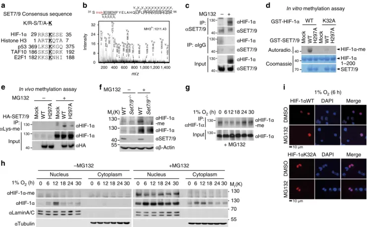 Figure 1 | Identiﬁcation of HIF-1a methylation by SET7/9 methyltransferase at the K32 residue