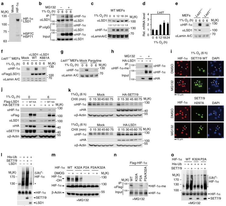 Figure 2 | LSD1-mediated HIF-1a demethylation increases HIF-1a protein stability. (a) HIF-1a-interacting proteins were puriﬁed from HEK293T cells under hypoxic conditions by Flag-M2 agarose