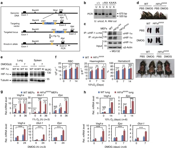 Figure 3 | Hif1a KA/KA knock-in mice show a haematologic abnormality with elevated Epo levels