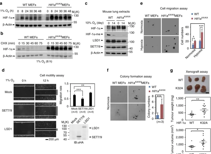 Figure 4 | Altered cell function and tumour growth of Hif1a KA/KA MEFs. (a) HIF-1a protein levels in WT and Hif1a KA/KA MEFs were compared at the