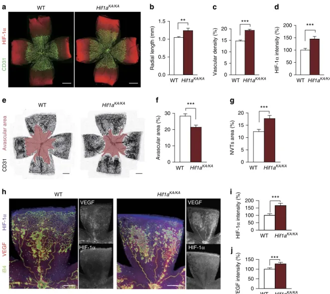 Figure 5 | Enhanced retinal angiogenesis in Hif1a KA/KA knock-in mice. (a–d) Physiological retinal angiogenesis at postnatal day 5 (P5) in WT and