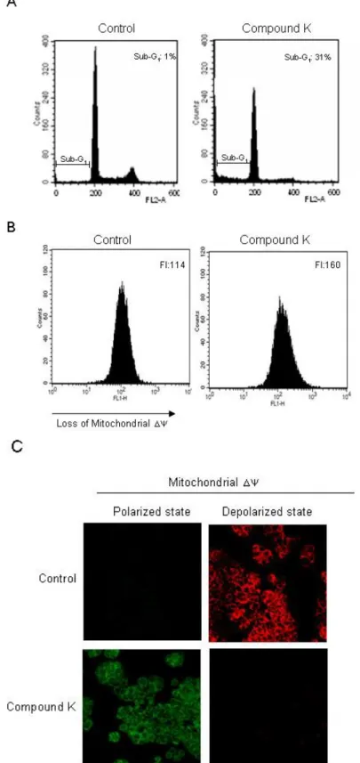 Figure  4.  Induction  of  mitochondria-dependent  and  caspase-dependent  apoptosis  by  Compound K treatment
